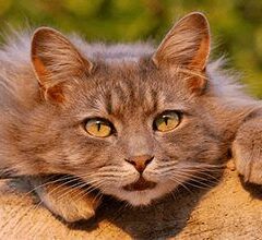 gatos adultos