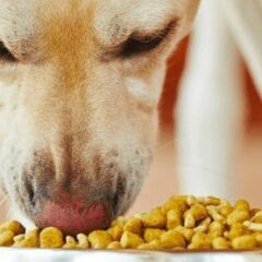 Alimentación para perros