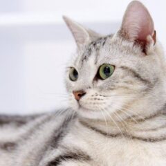 Gatos