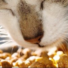 Alimentación para gatos