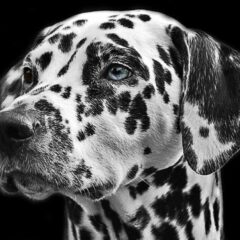 Perros