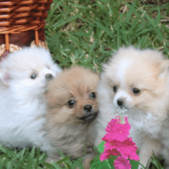 cachorros sanos