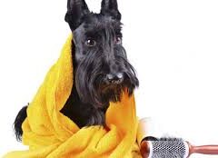 Higiene y Belleza para perros