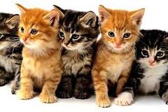 kitten