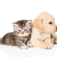 Artero Perfume Baby 90 ml cachorros y gatitos - Imagen 3