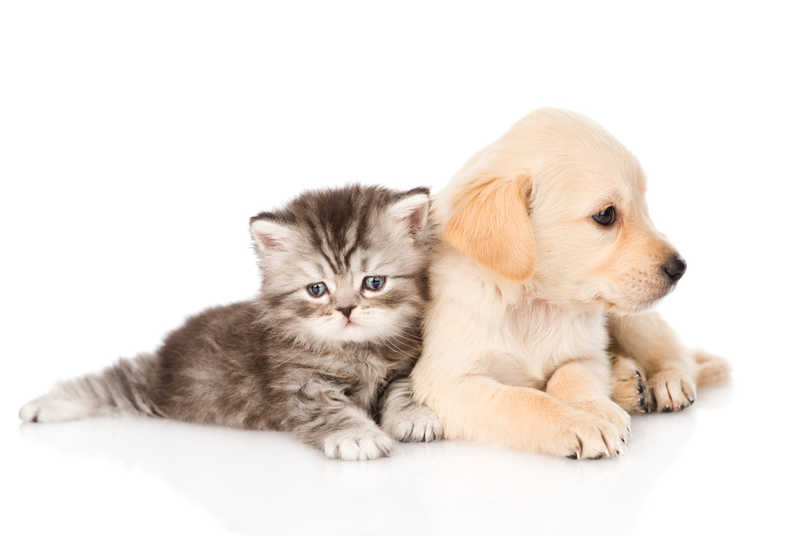 Artero Perfume Baby 90 ml cachorros y gatitos - Imagen 3