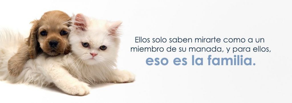 Farmacia Veterinaria para Gatos