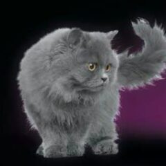 Dr Darwin gato adulto scoobysfarma