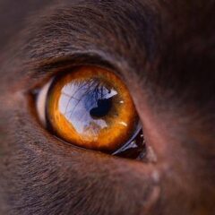 aspecto ojo sano
