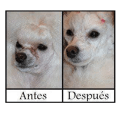 efectividad de artero pretty eyes blanqueador pelaje oxidado en perros y gatos