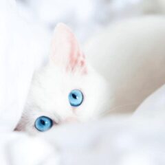 gatito
