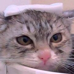 Higiene y Belleza para gatos