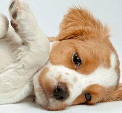 Calm y Relax perros y gatos calmante y relajante 30 cápsulas - Imagen 4