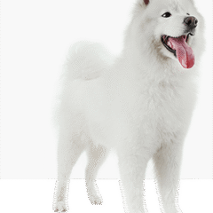 perro relajado con adaptil