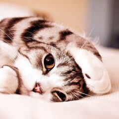 Midelcat Siete Vidas para gatos - Imagen 4
