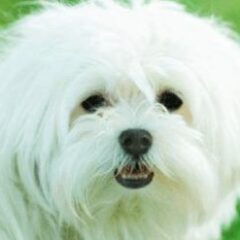 perrito pelo blanco