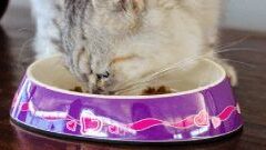 Alternative view of Rogz Comedero Fishcake para gato