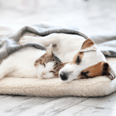 calmantecalmante para gatos y perros para gatos y perros pequeños multiva calming 21 premios
