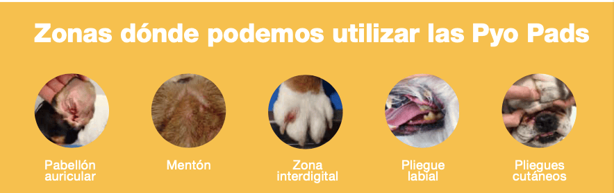 "modo