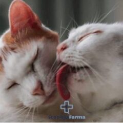 Feliway FRIENDS recambio 48ml gatos - Imagen 3
