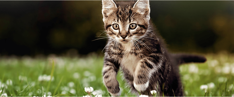 gato en el campo blog scooby´s farma