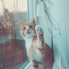 gato distraído con juguete de caña de pescar