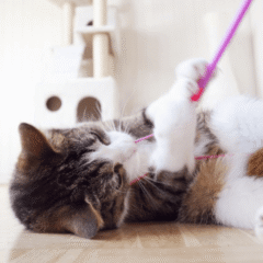 gato jugando con caña de pescar de juguete