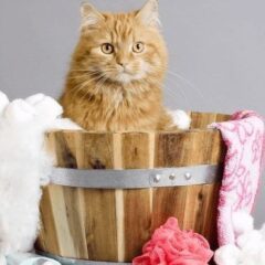 Champús Terapéuticos para gatos