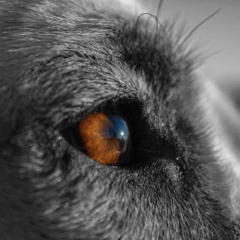 Oftalmoklear limpiador ojos perros gatos 50 ml - Imagen 3