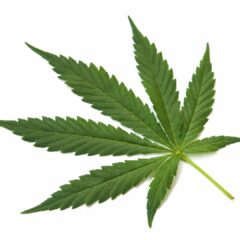 hemp cáñamo para perros y gatos