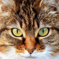 ojos de gato sanos. scoobysfarma