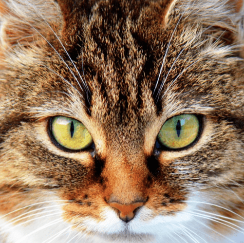 ojos de gato sanos. scoobysfarma