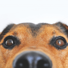 ojos de perro sanos. scoobysfarma