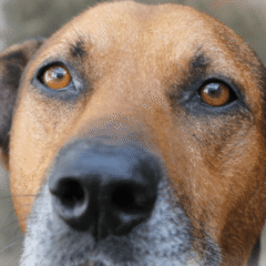 ojos sanos de perro scoobysfarma