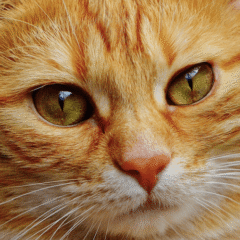 ViewVet ojos perros gatos 45 cápsulas Twist-off - Imagen 3