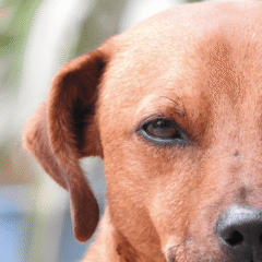 Ojo de perro sano. Scoobysfarma