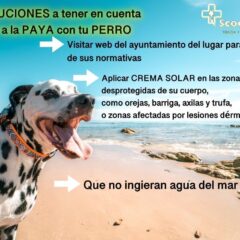 precauciones para ir a la playa con tu perro scoobysfarma