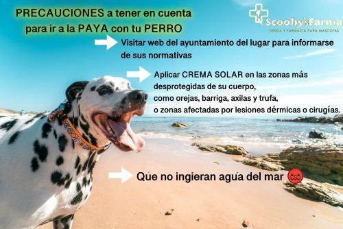 precauciones para ir a la playa con tu perro scoobysfarma