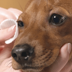 Ocucan gotas Rufus ojo seco 15 ml para perros y gatos - Imagen 3