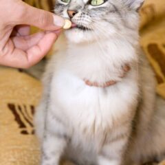 Antiparasitarios internos para gatos