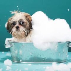Champús uso frecuente para perros