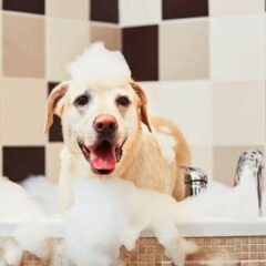 Champús Terapéuticos para perros