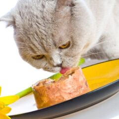 Alimentación húmeda para gatos