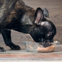 Alimentación Húmeda para perros