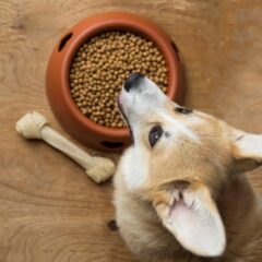 Gama Básica alimentación perros