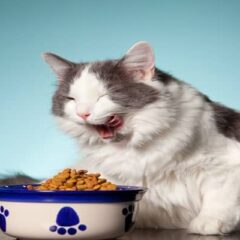 Gama Premium alimentación para gatos