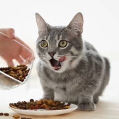Gama Súper Premium gatos