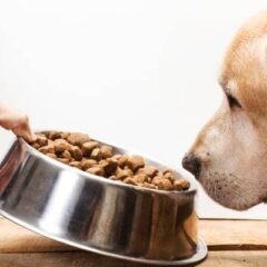 Gama Súper Premium para perros