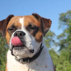 PREMIOS PARA PERROS SNACKS VETERINARIOS PARA PERROS