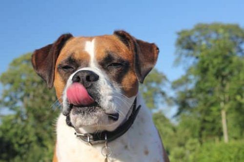 PREMIOS PARA PERROS SNACKS VETERINARIOS PARA PERROS